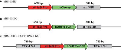 Establishment of a Transient and Stable Transfection System for Babesia duncani Using a Homologous Recombination Strategy